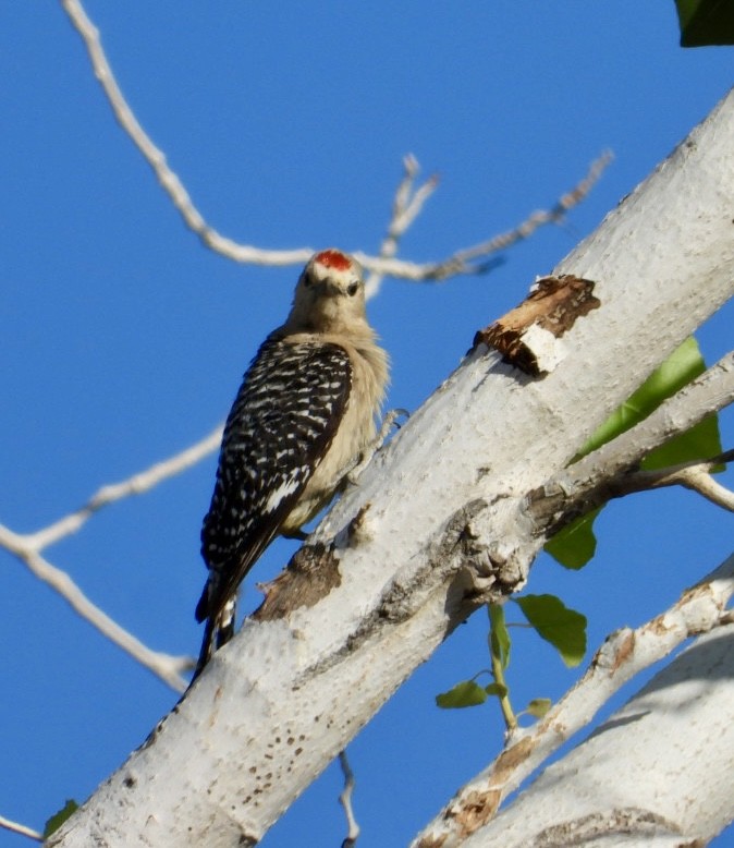 Gila Woodpecker - ML620643115