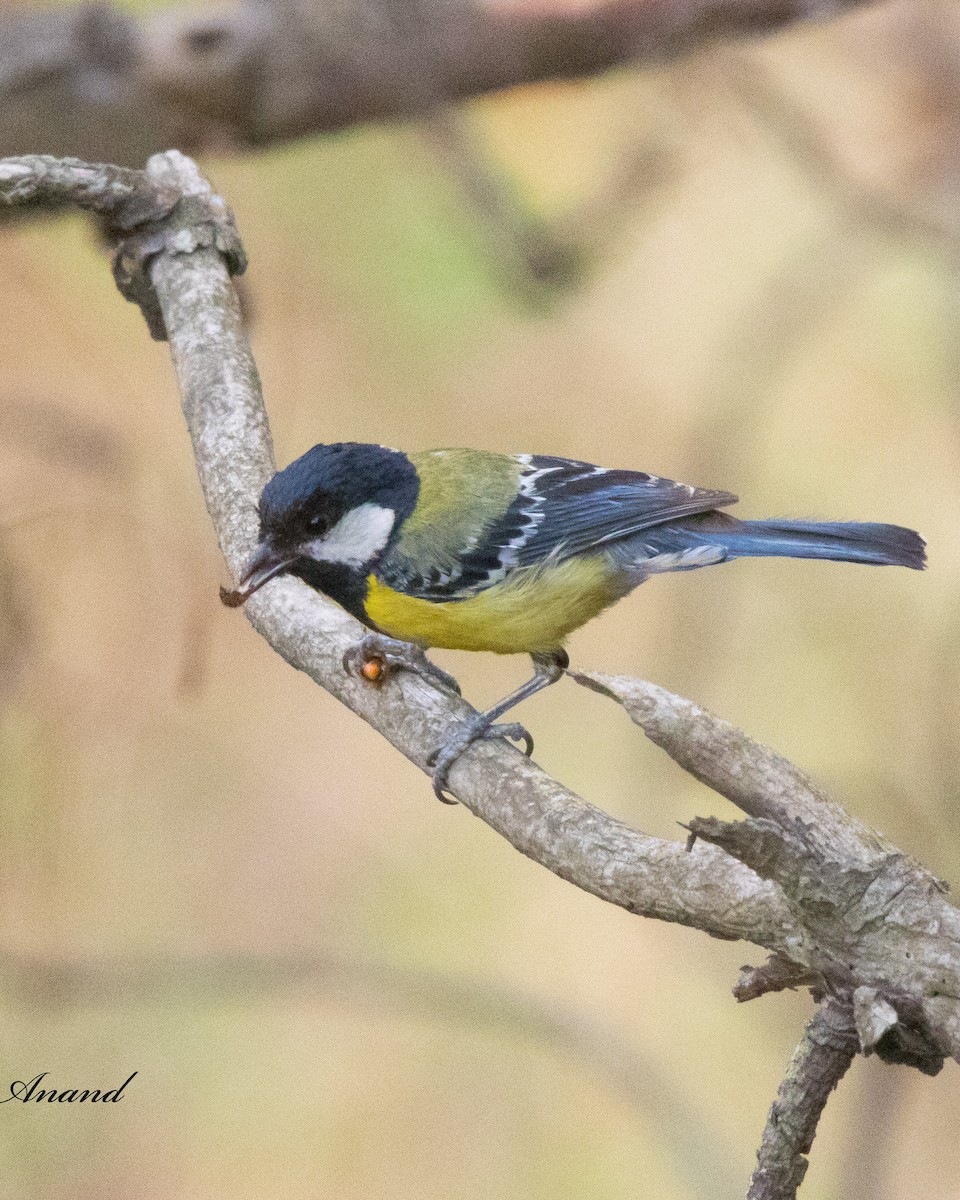 Black-throated Tit - ML620643120