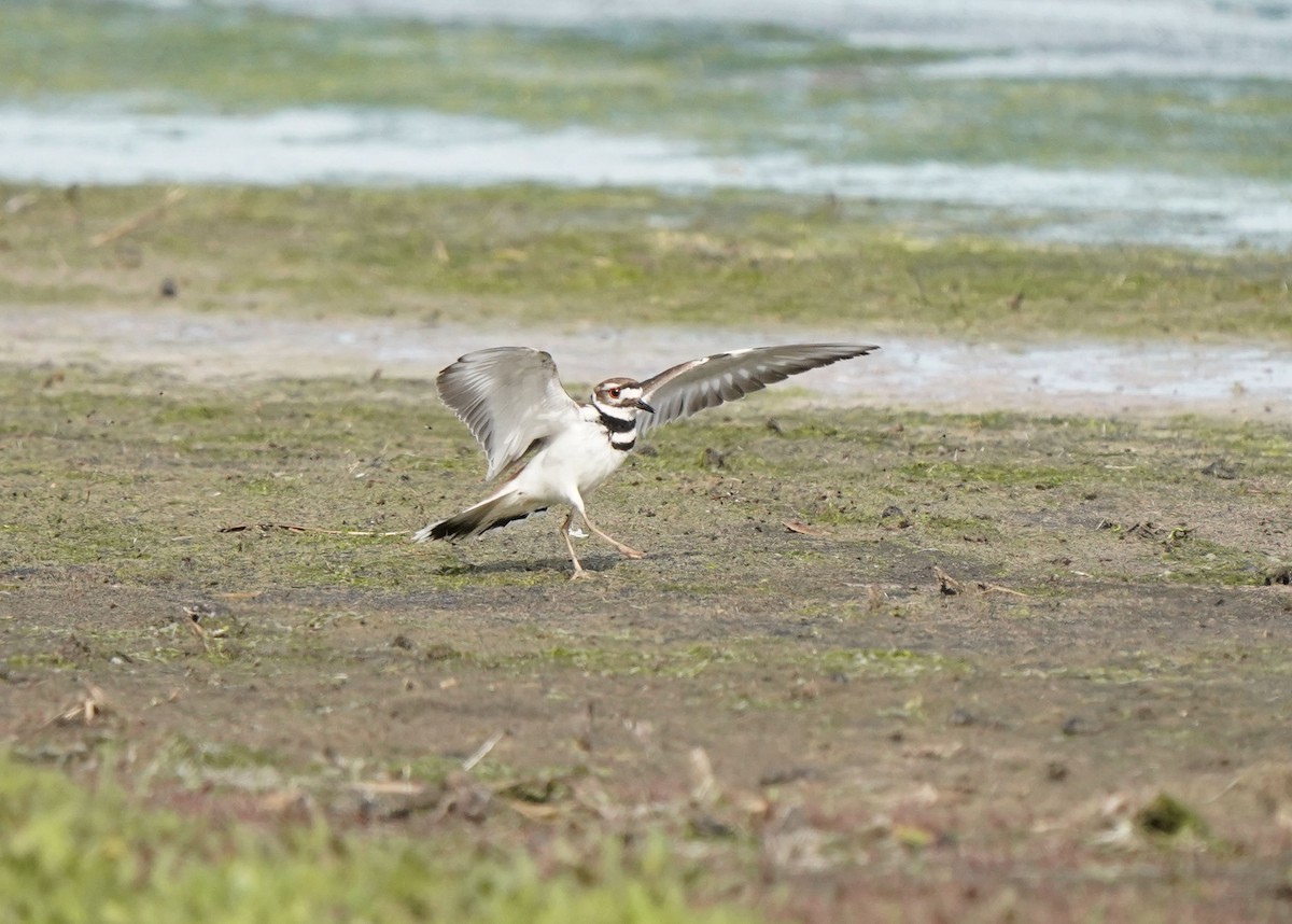 Killdeer - ML620643122