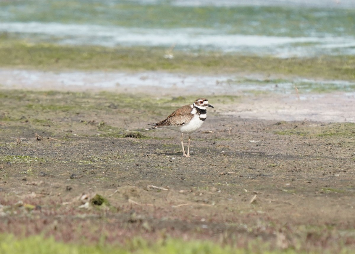 Killdeer - ML620643123