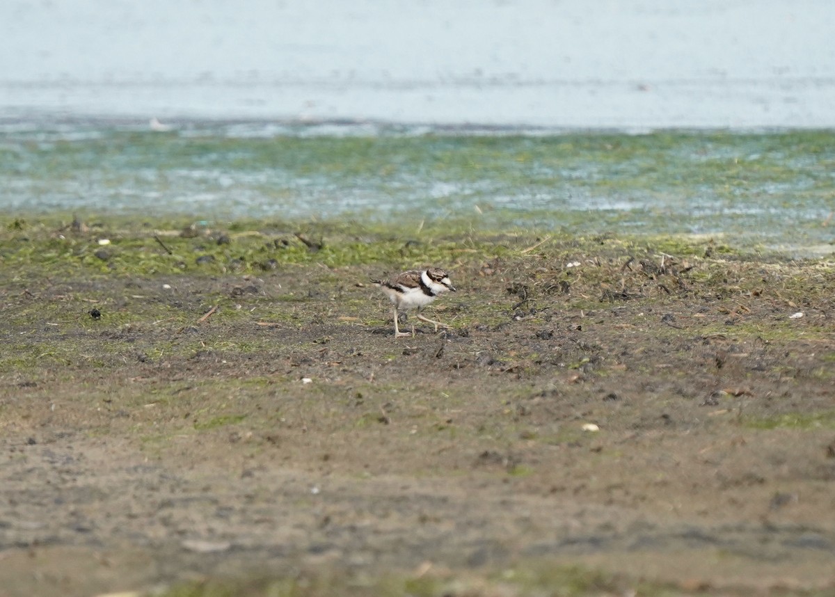 Killdeer - Pam Hardy