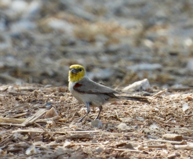 Pájaro Moscón Baloncito - ML620643129