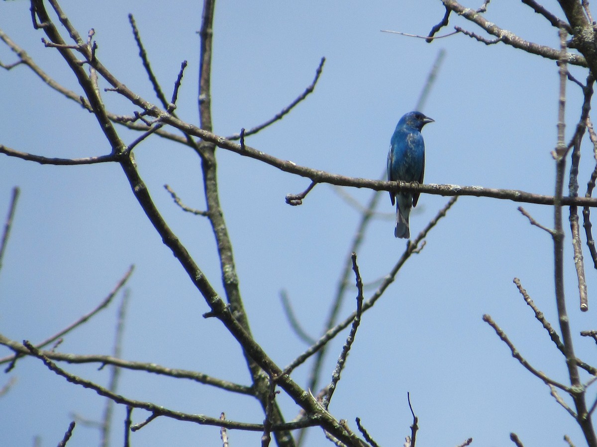 Indigo Bunting - ML620643130