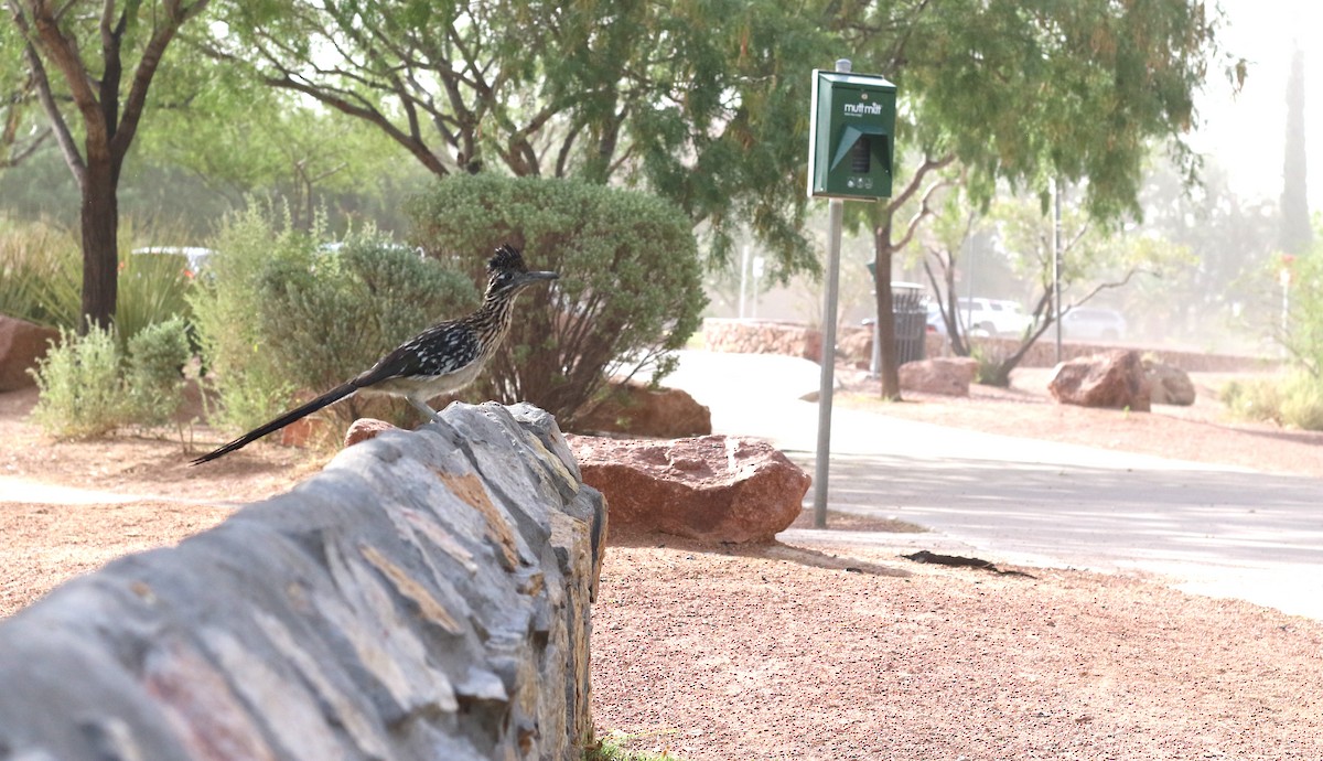 Greater Roadrunner - ML620643131