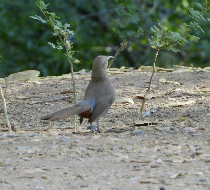 Crissal Thrasher - ML620643132