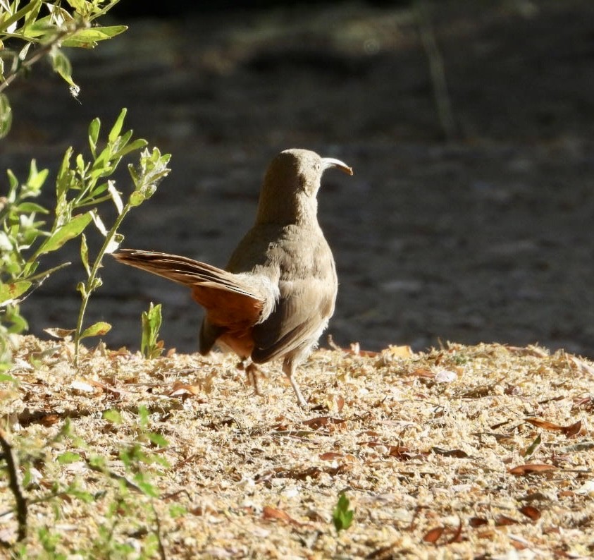 Crissal Thrasher - ML620643133