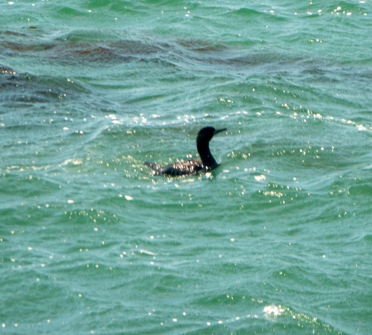 Cormorán Pelágico - ML620643135