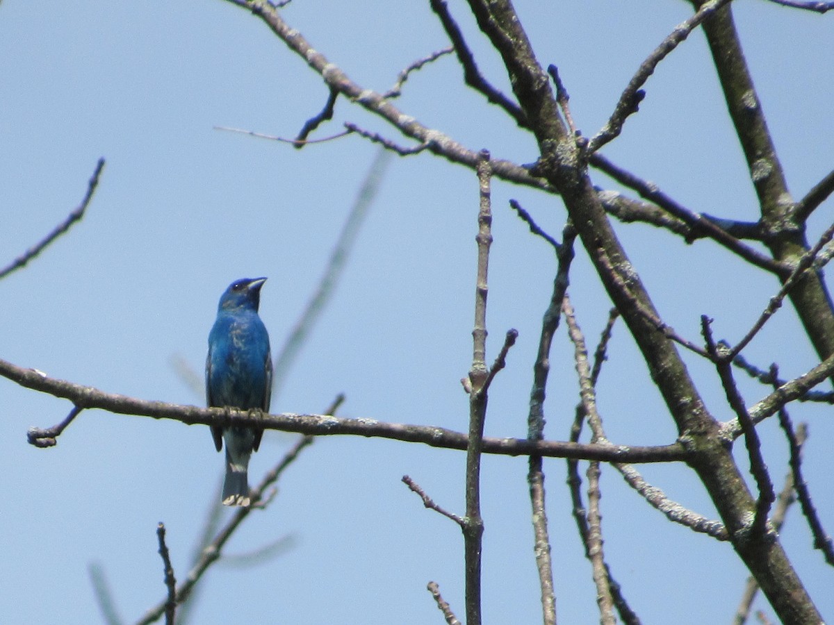 Indigo Bunting - ML620643138