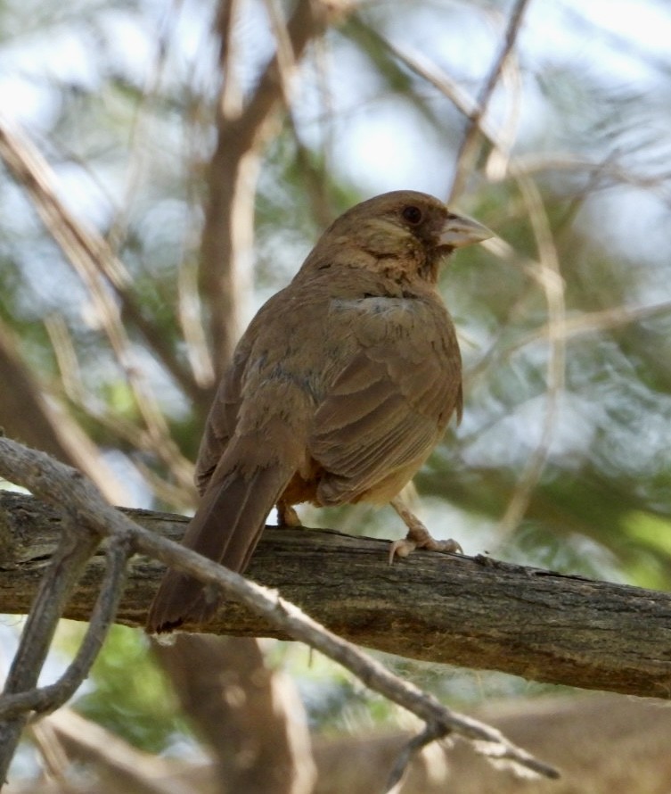 Abert's Towhee - ML620643140