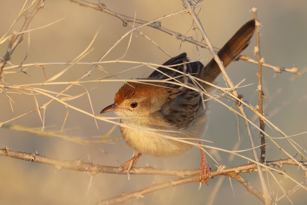 Rattling Cisticola - ML620643142