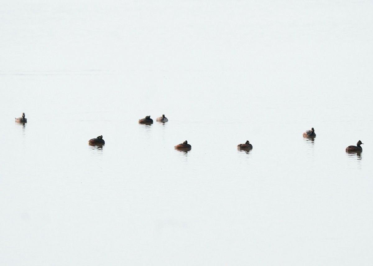 Eared Grebe - Pam Hardy