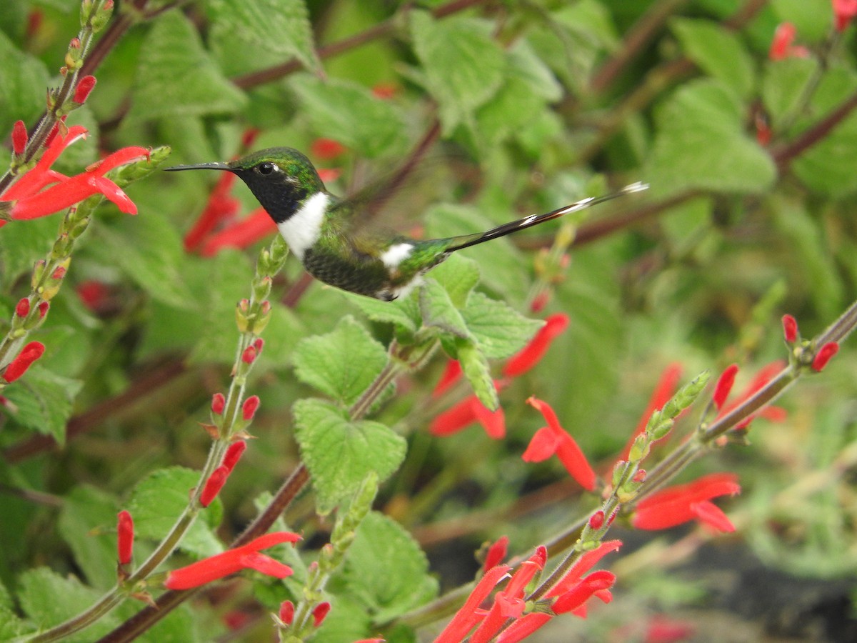 Sparkling-tailed Hummingbird - ML620643146