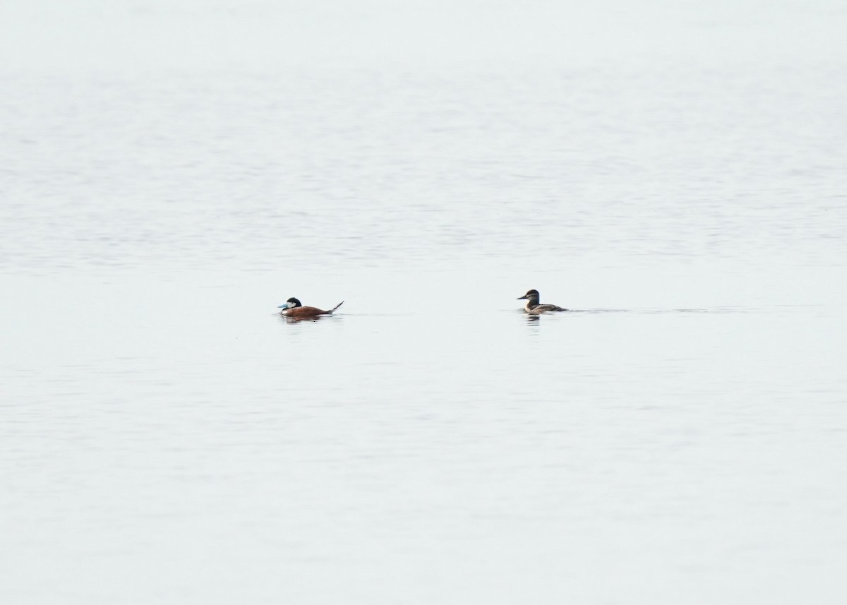 Ruddy Duck - ML620643148