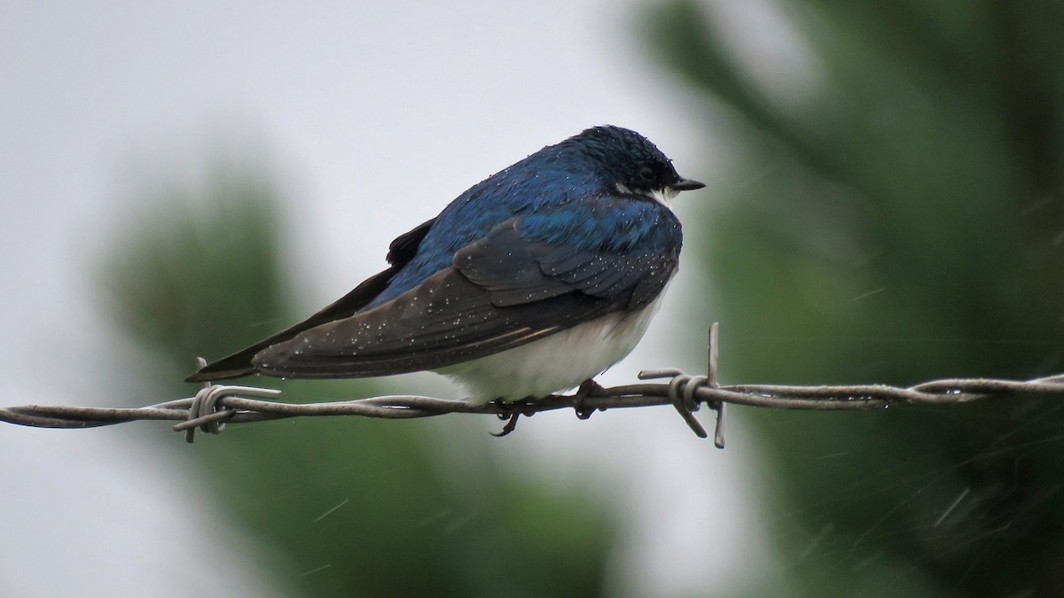 Golondrina Bicolor - ML620643151