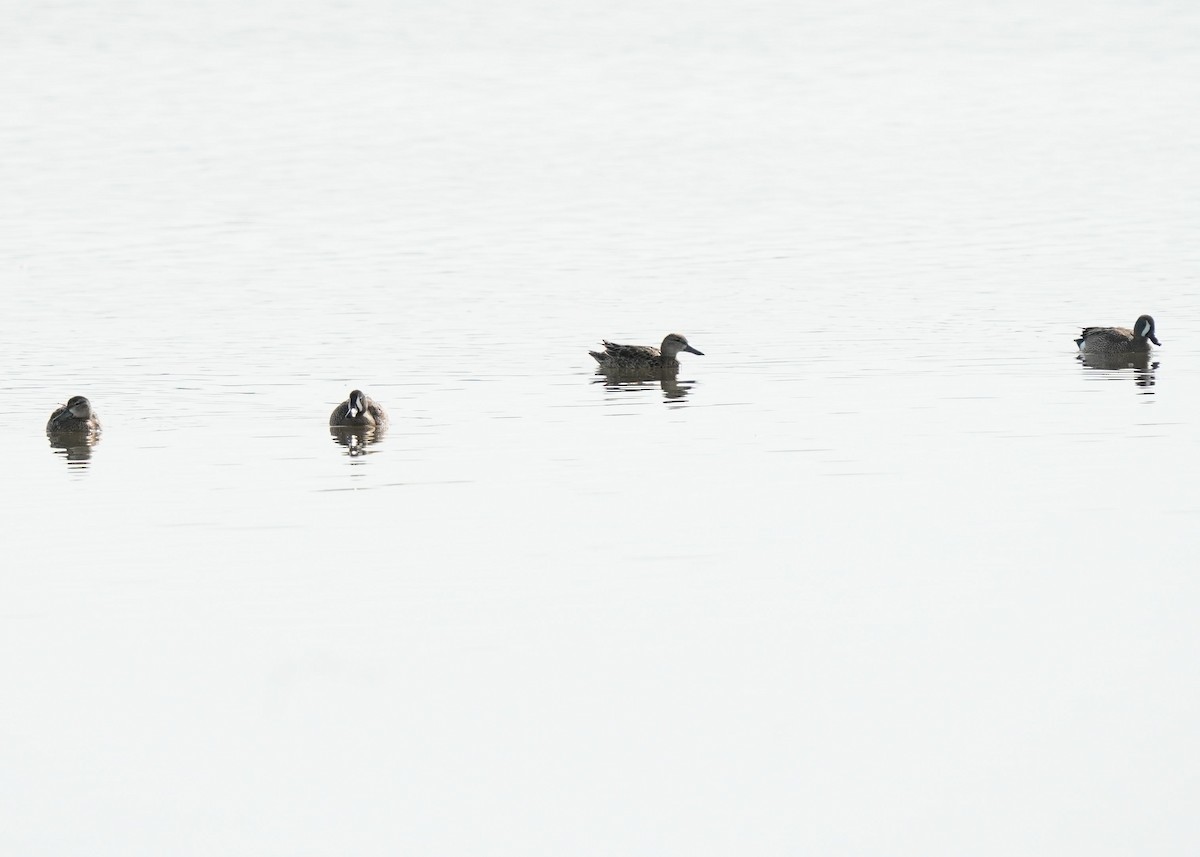 Blue-winged Teal - ML620643153