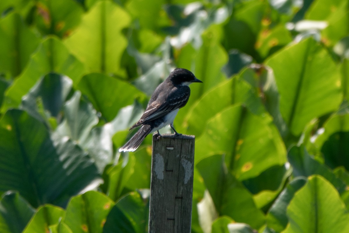 Eastern Kingbird - ML620643155