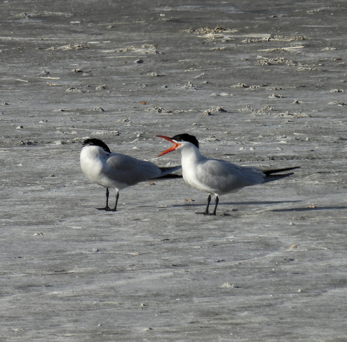 Caspian Tern - ML620643157