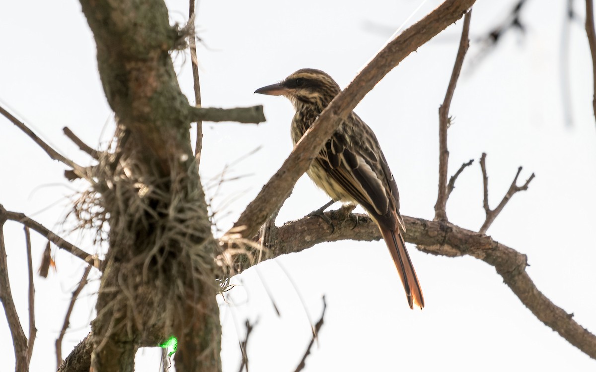 Streaked Flycatcher - ML620643159