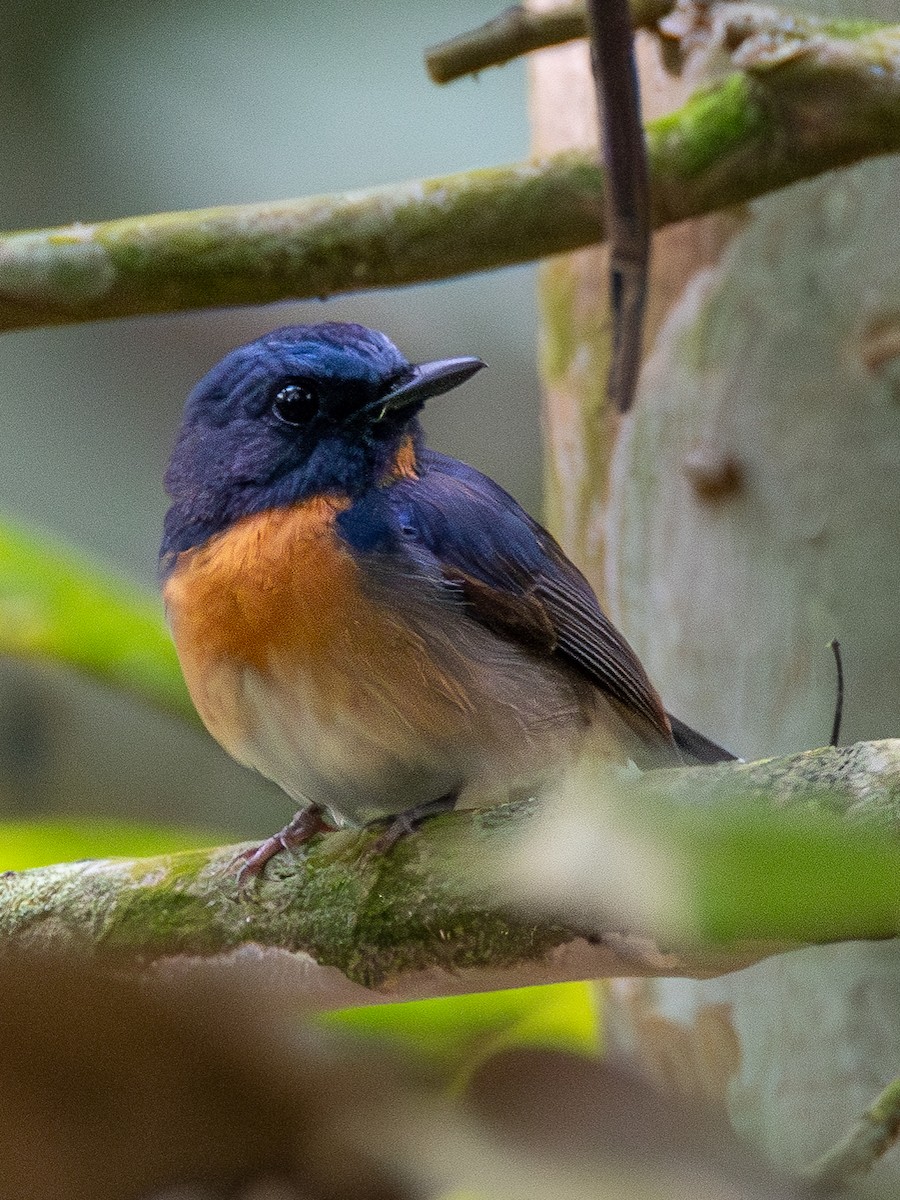 Blue-throated Flycatcher - ML620643160