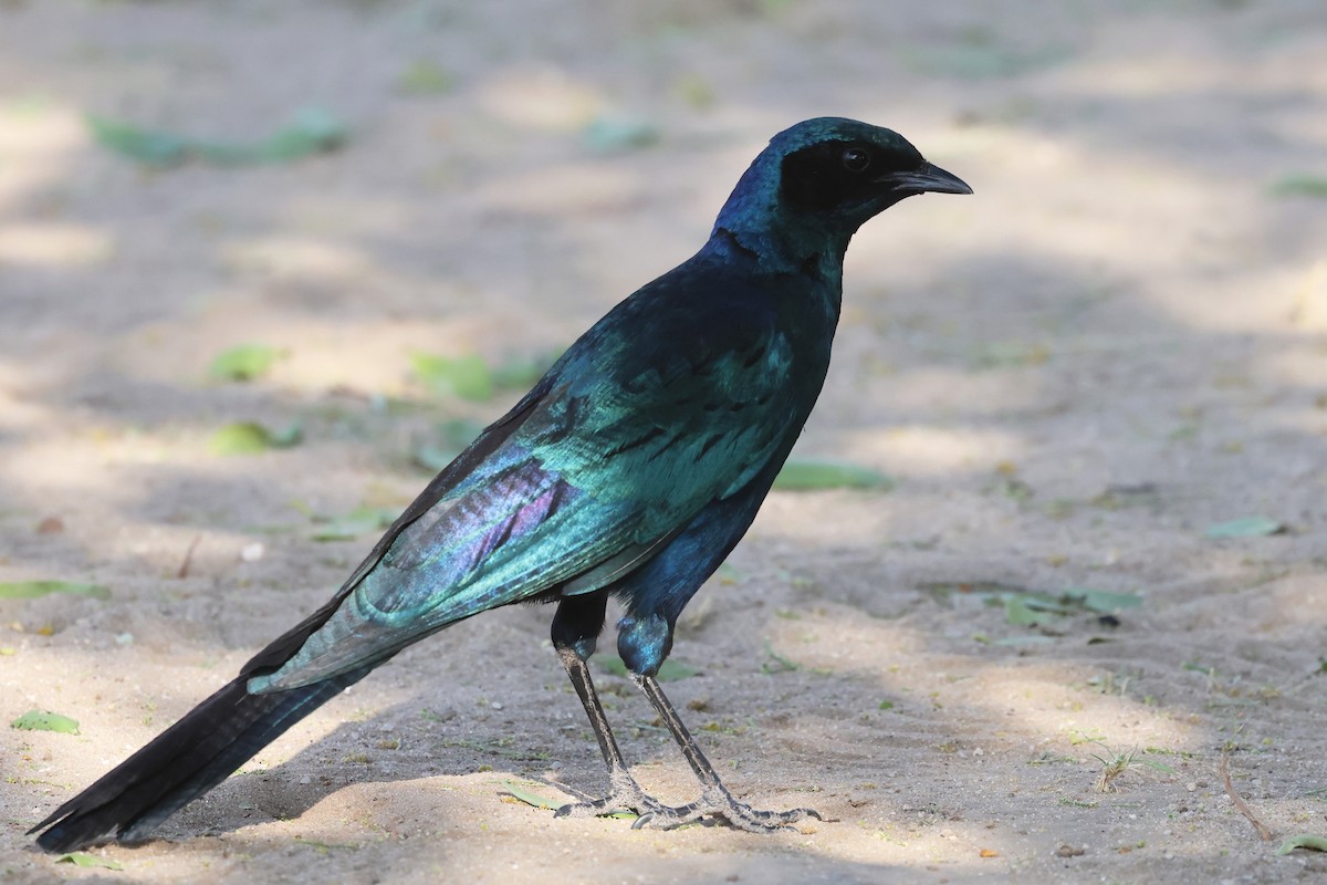 Burchell's Starling - ML620643162