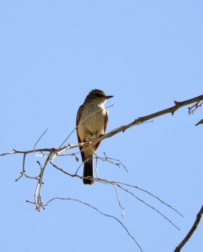 Ateş Renkli Sinekkapan - ML620643164