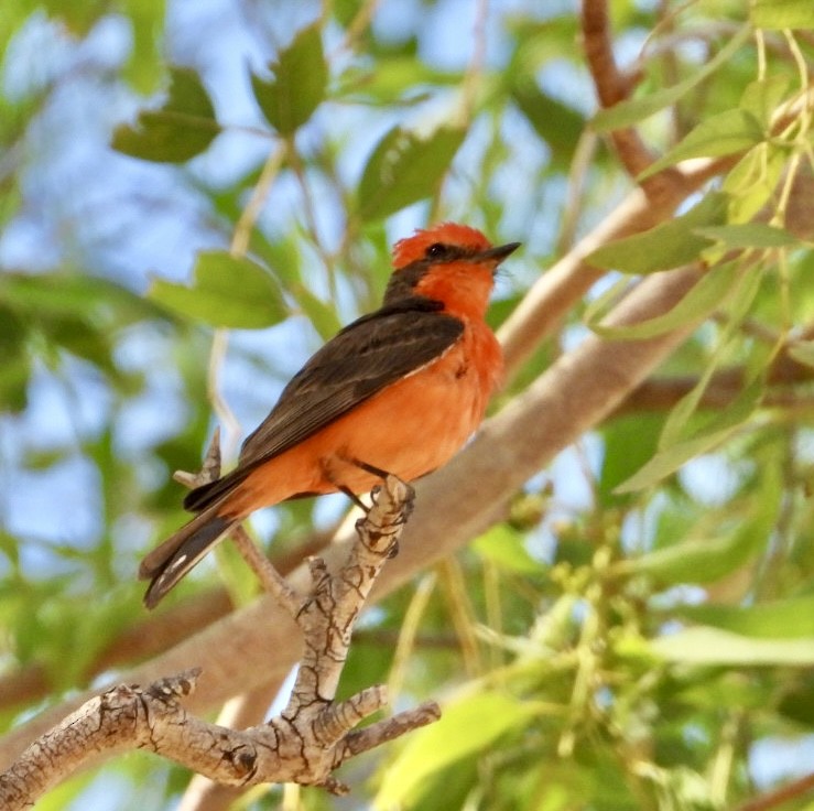 Vermilion Flycatcher - ML620643165