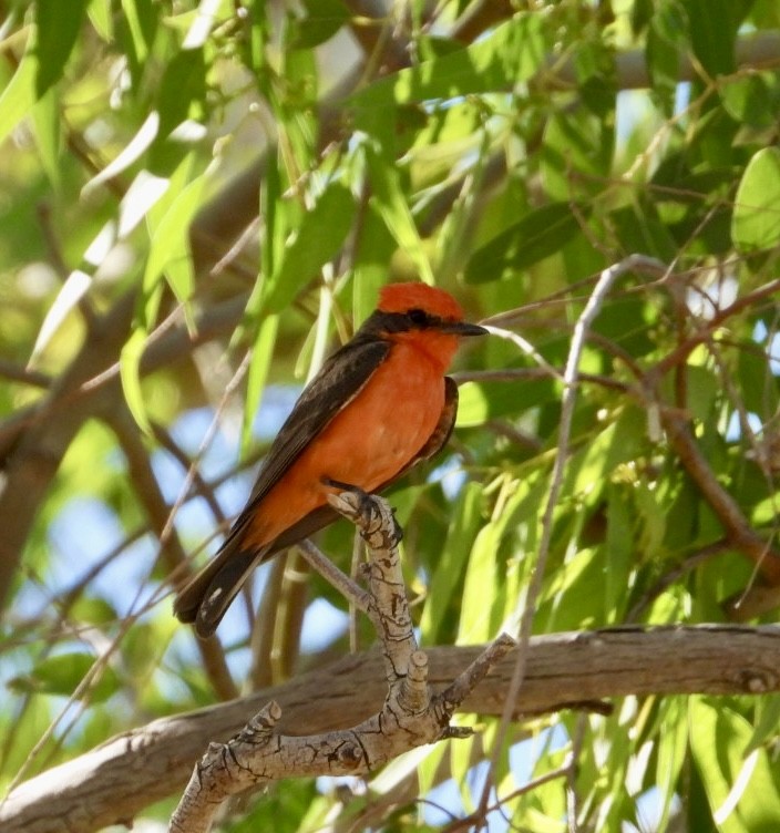 Vermilion Flycatcher - ML620643166