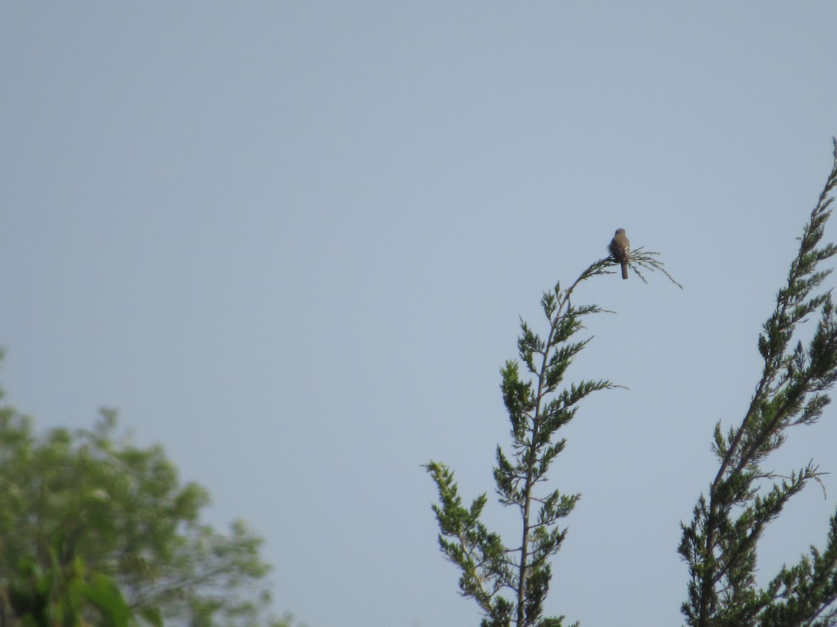 Willow Flycatcher - ML620643168