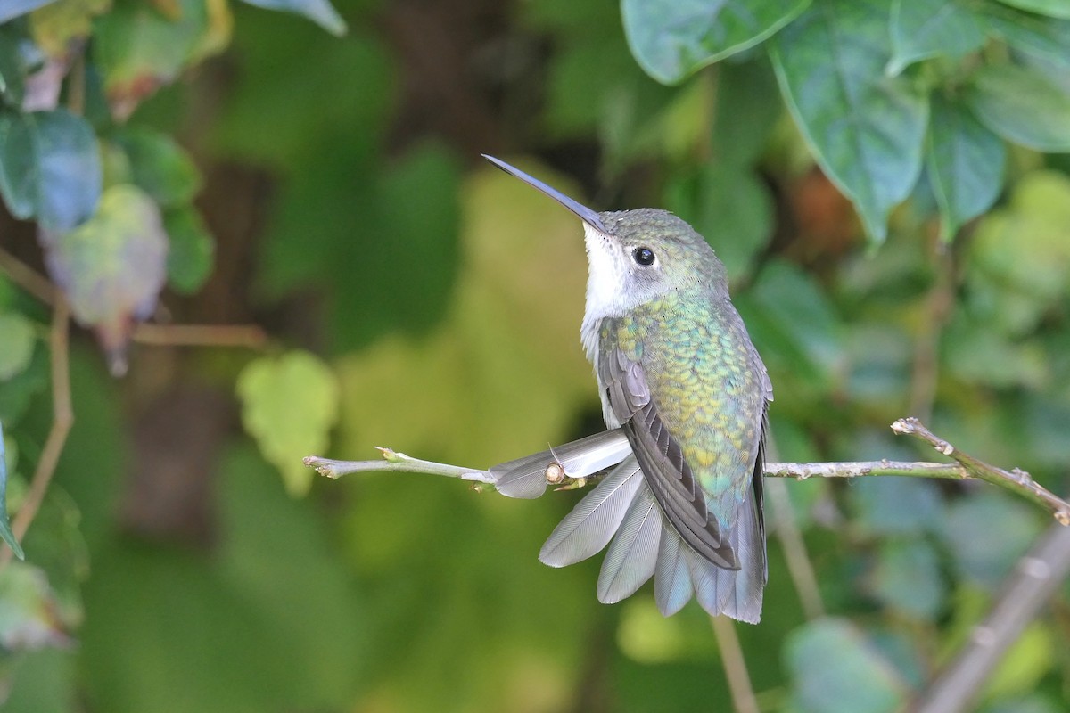 White-bellied Hummingbird - ML620643170