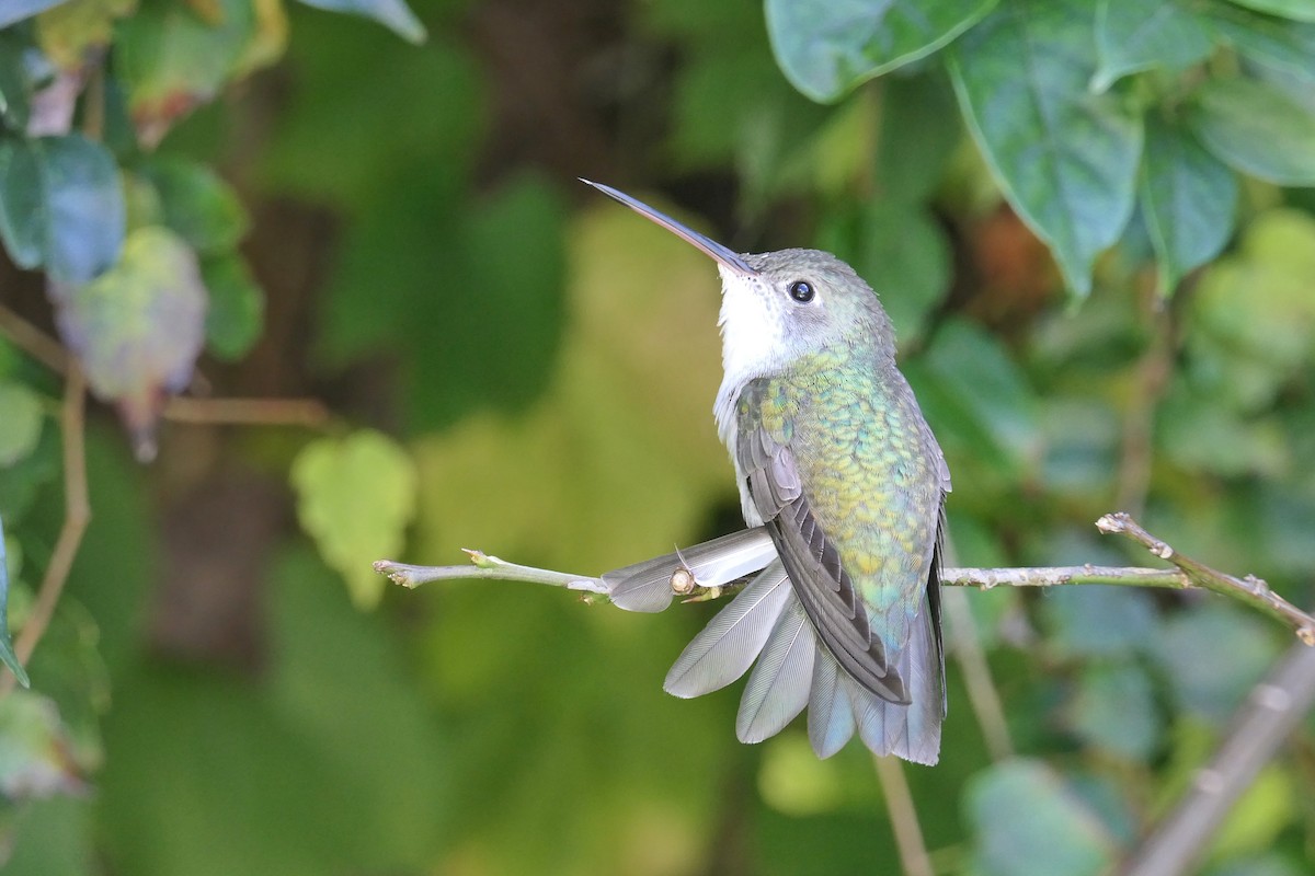 White-bellied Hummingbird - ML620643171