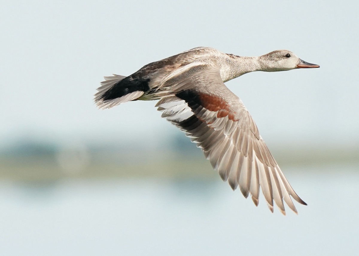 Gadwall - Pam Hardy