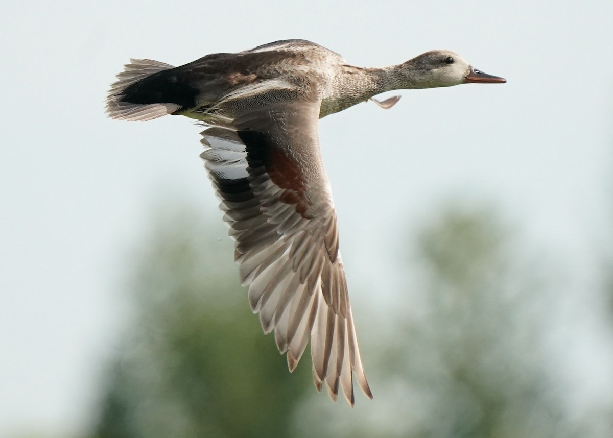 Gadwall - ML620643174