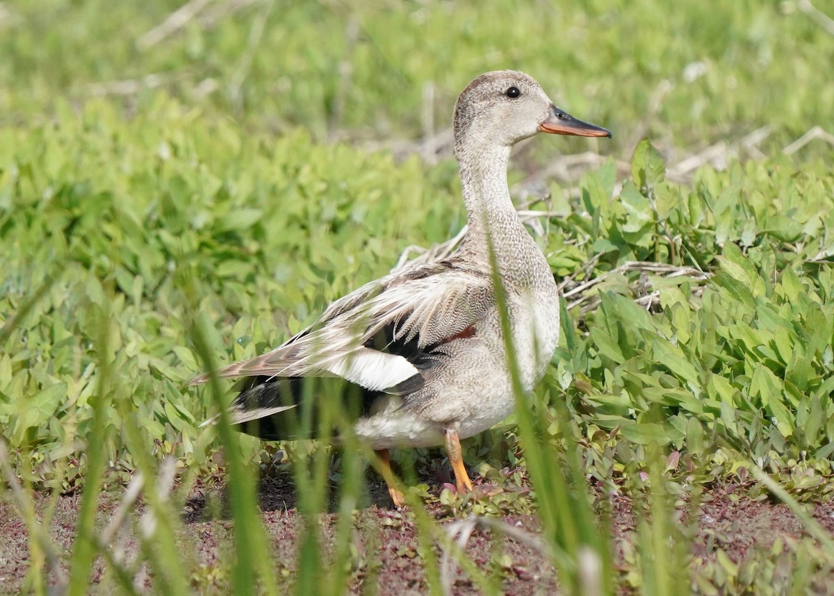 Gadwall - ML620643175