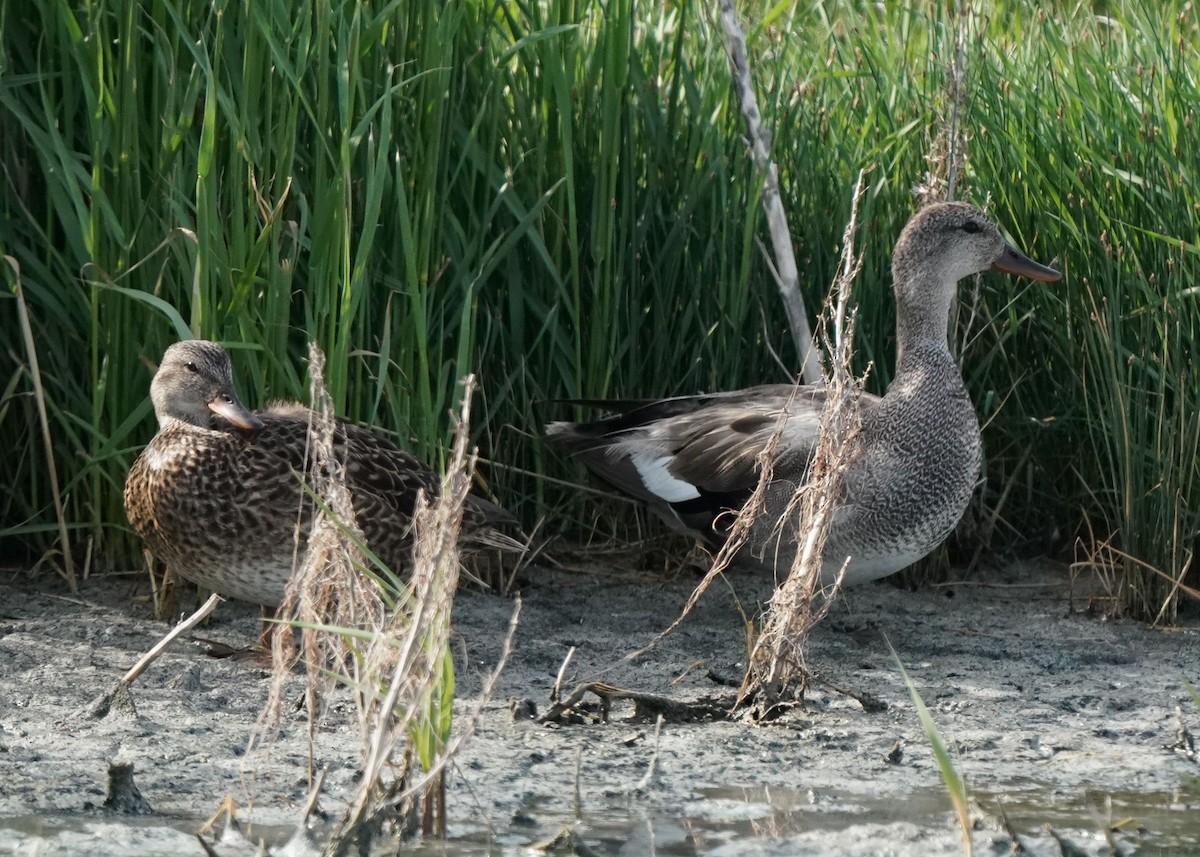 Gadwall - ML620643176