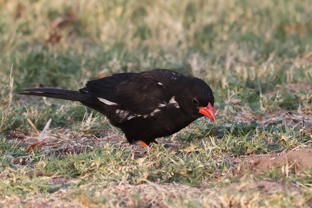 Red-billed Buffalo-Weaver - ML620643177