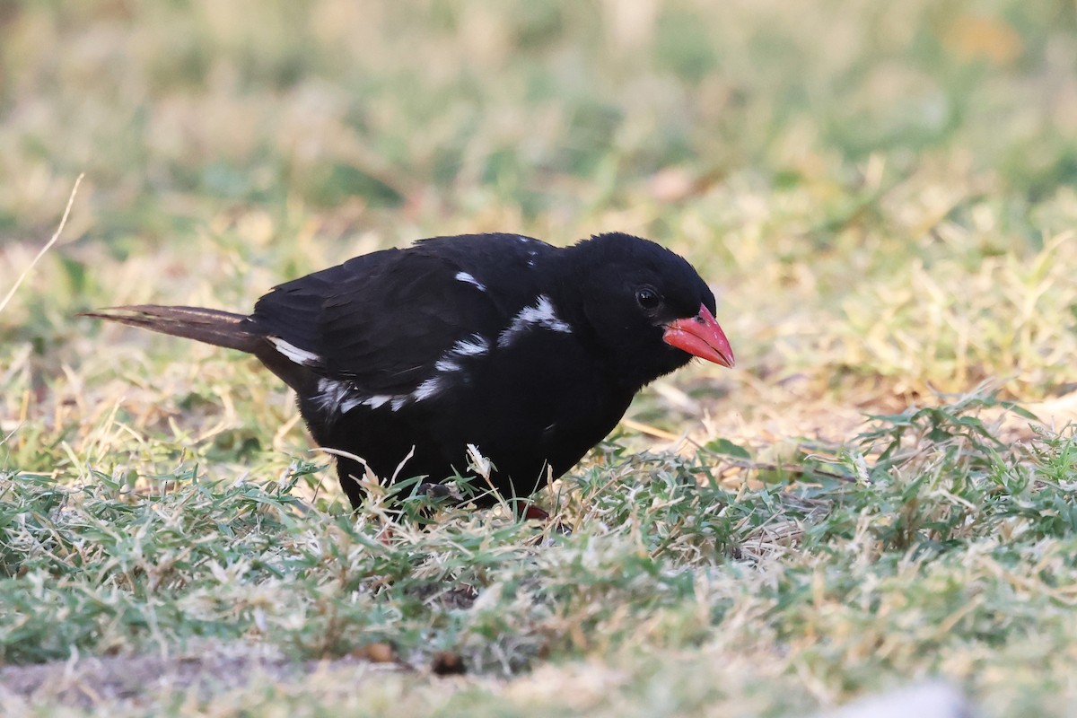 Red-billed Buffalo-Weaver - ML620643179