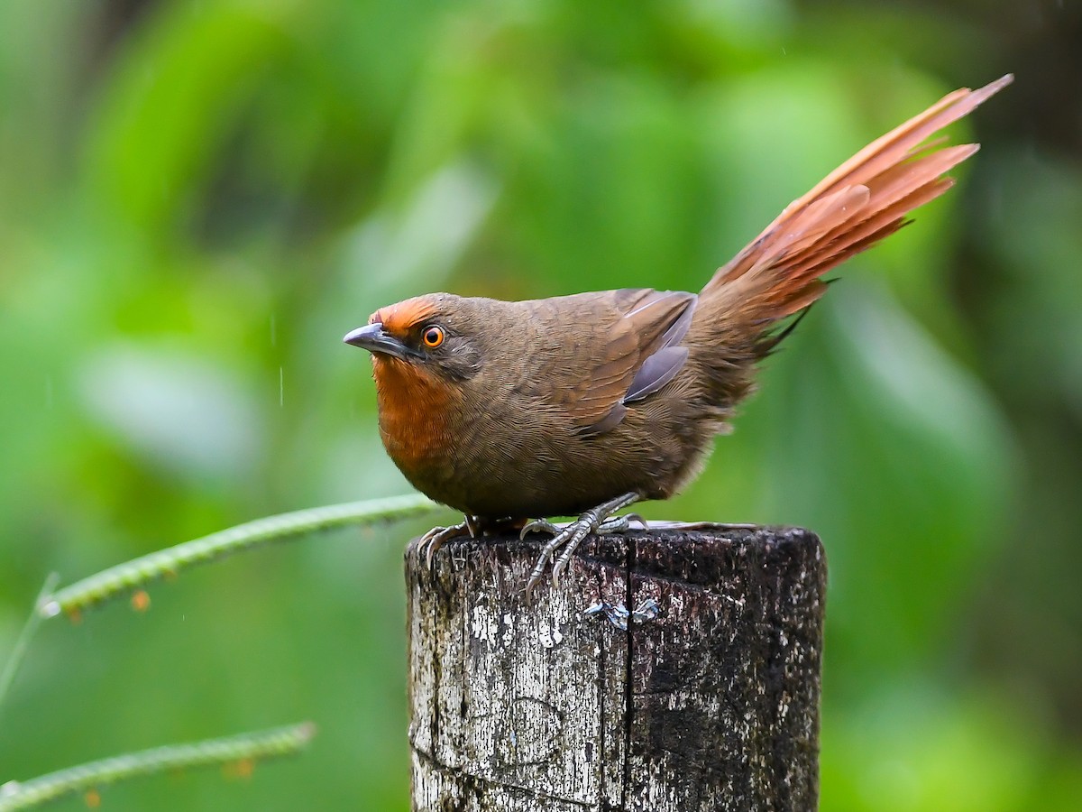 Orange-eyed Thornbird - ML620643182