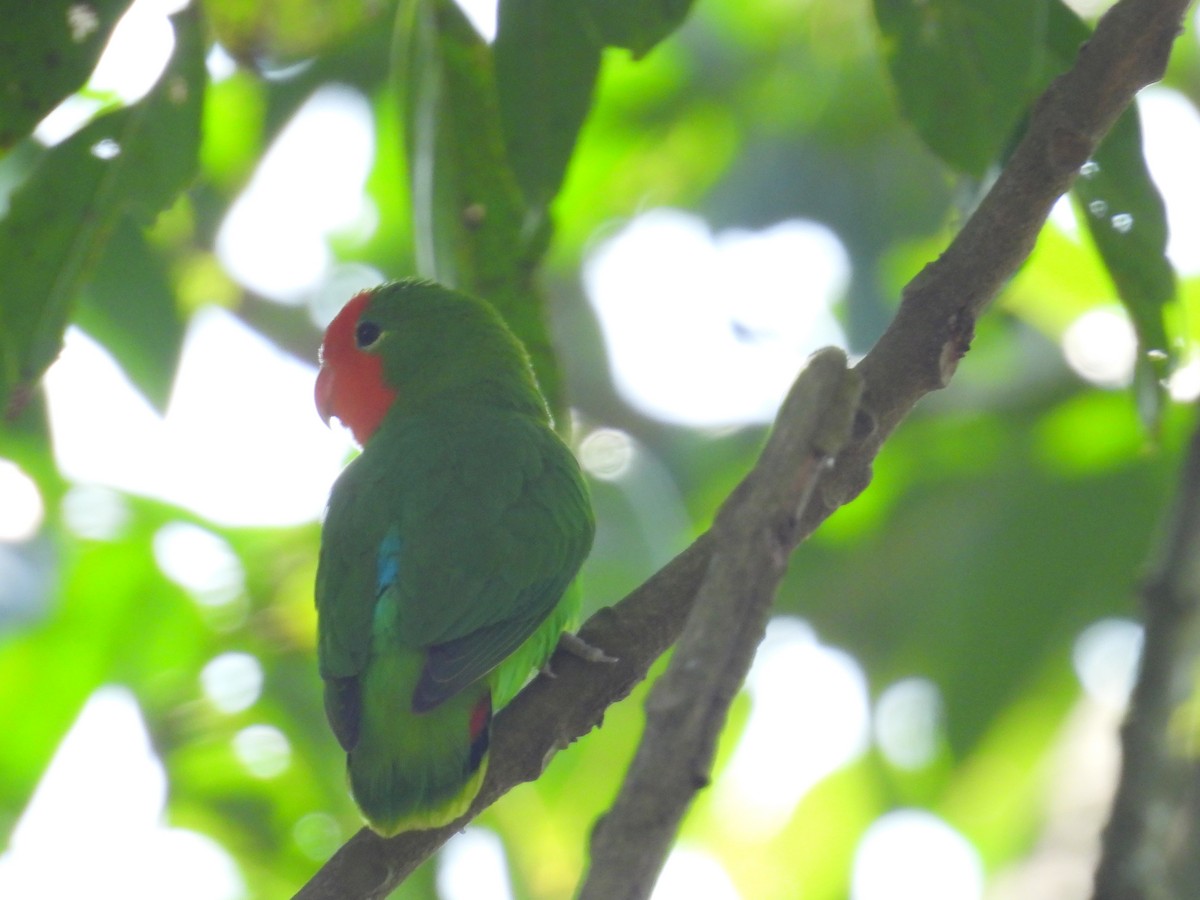 Red-headed Lovebird - ML620643187