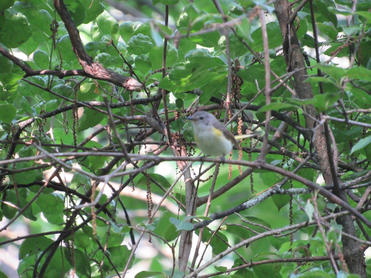 American Redstart - ML620643188