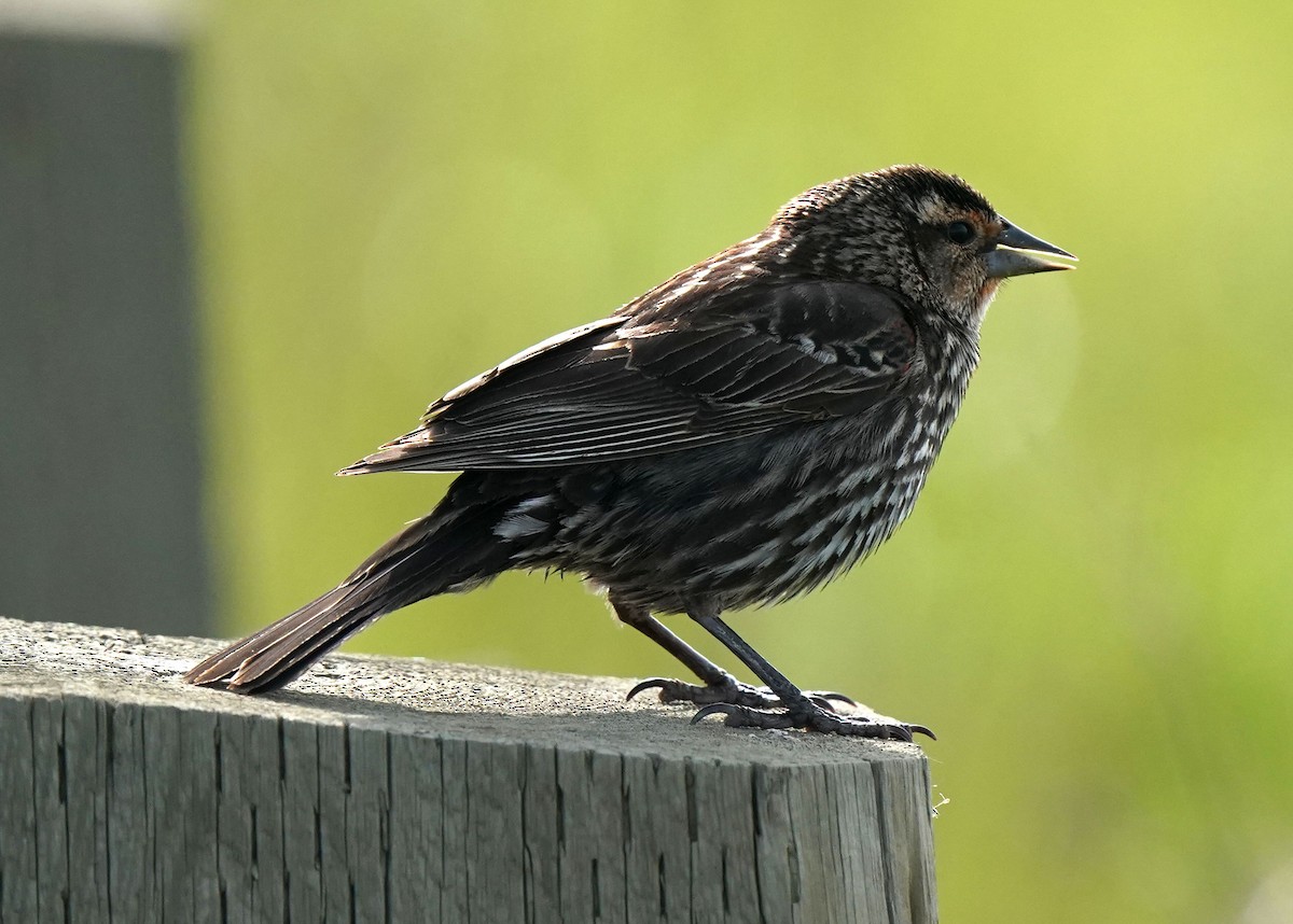 Red-winged Blackbird - ML620643189