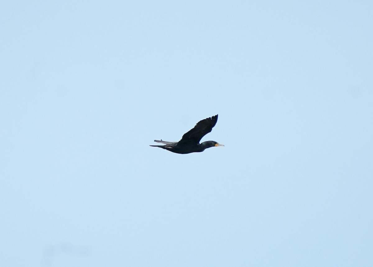 Double-crested Cormorant - ML620643196