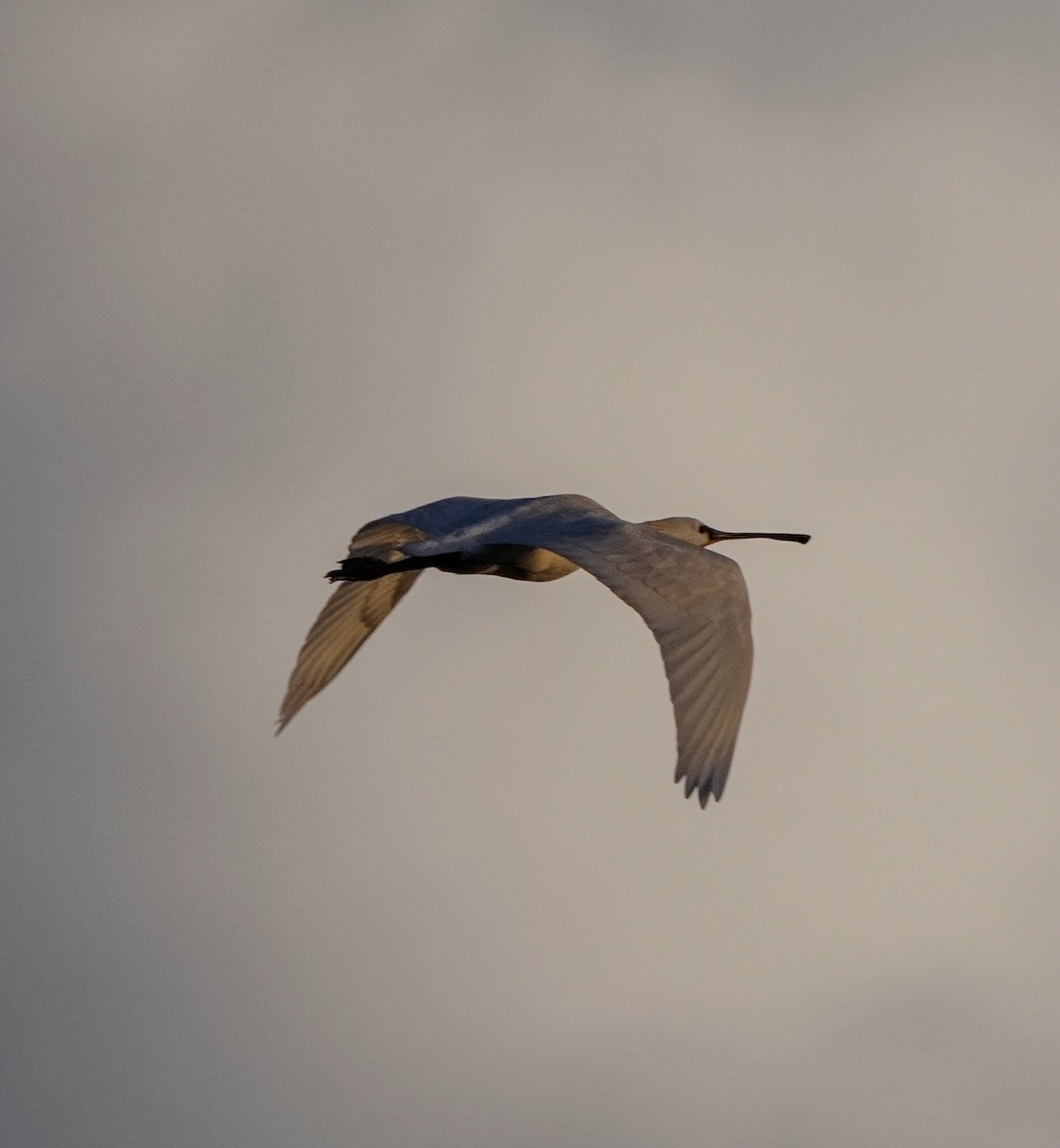 Northern Shoveler - ML620643203