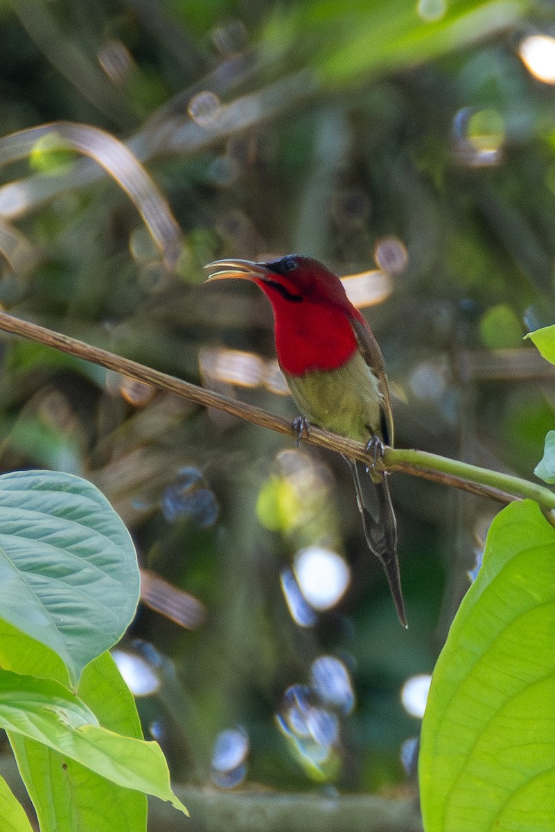 Crimson Sunbird - ML620643204