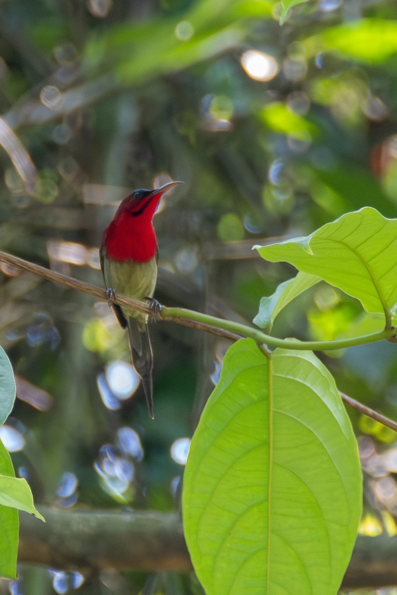 Crimson Sunbird - ML620643205