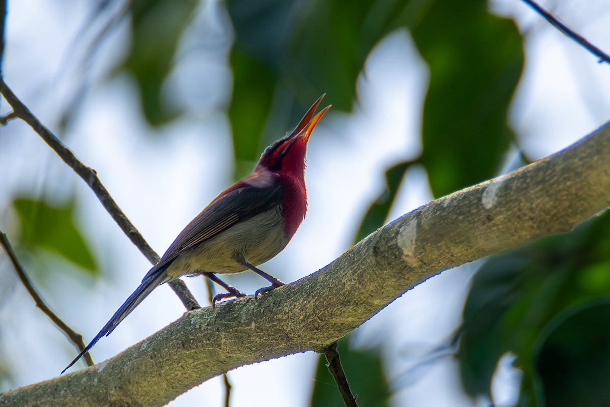 Crimson Sunbird - ML620643206