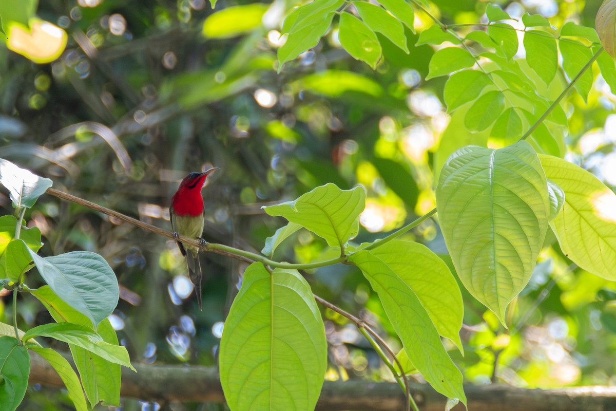 Crimson Sunbird - ML620643208