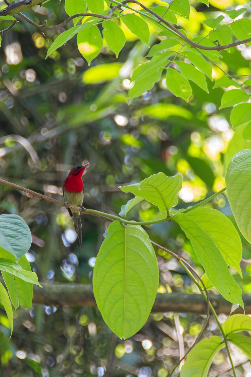 Crimson Sunbird - ML620643209