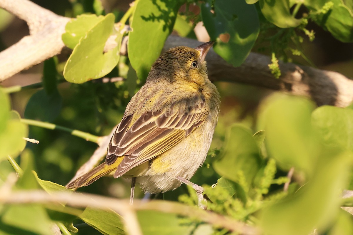 Lesser Masked-Weaver - ML620643211