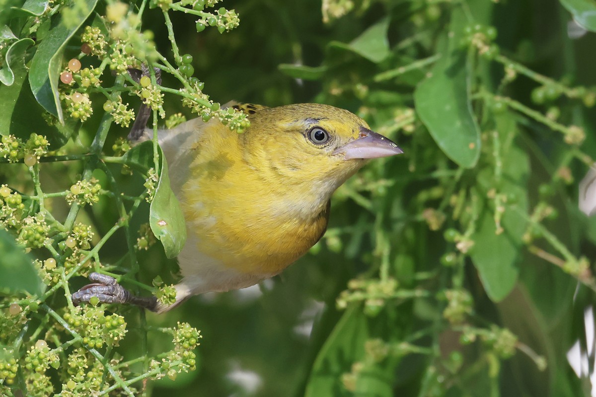 Lesser Masked-Weaver - ML620643212