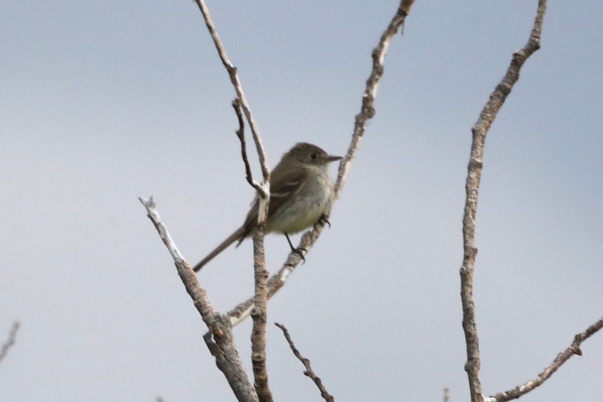 Dusky Flycatcher - ML620643217